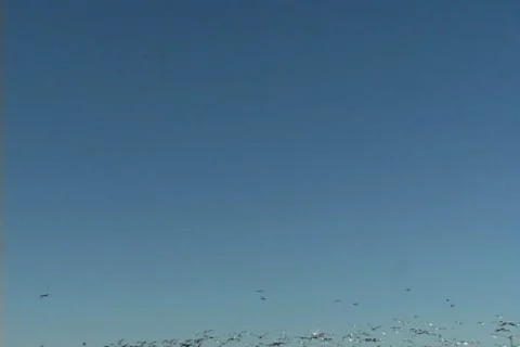 Seagulls Stock Footage 829326