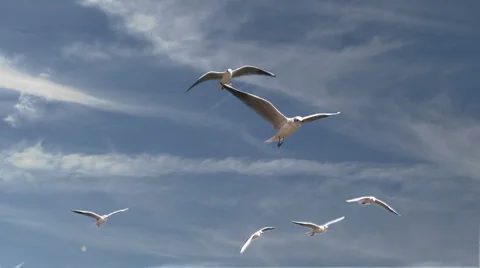 Seagulls Vidéo 1001205