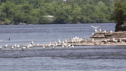 Seagulls  Stock Footage 2473350