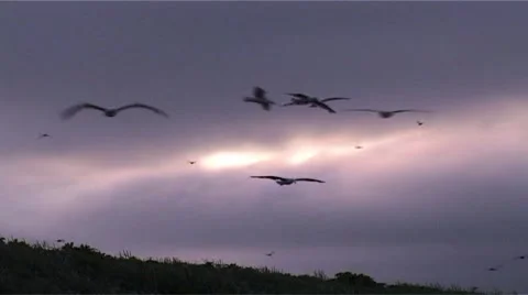 Seagulls Stock Footage 2708218
