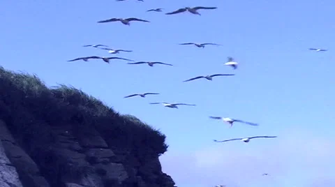 Seagulls Stock Footage 2708261