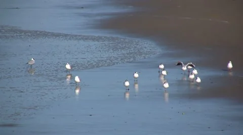 Seagulls Stock-Footage 7737101