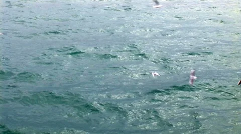 Seagulls Stock Footage 7748582