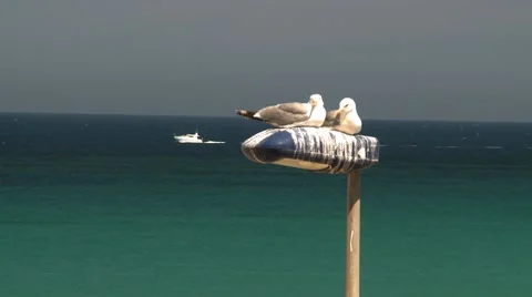 Seagulls Stock Footage 8677585