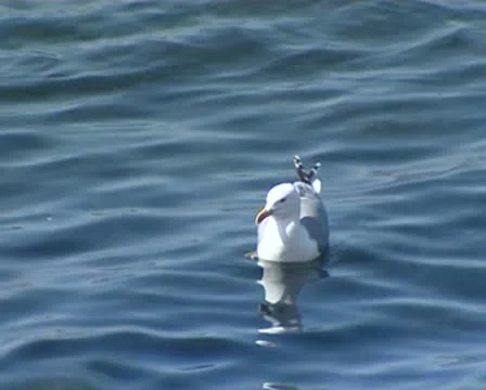 Seagulls Stock Footage 8849355