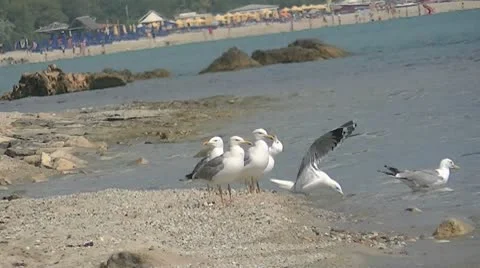Seagulls Video stock 8962929