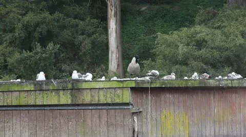 Seagulls Vídeo Stock 11128386