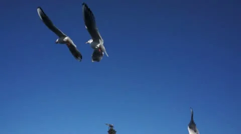 Seagulls Stock Footage 21219066