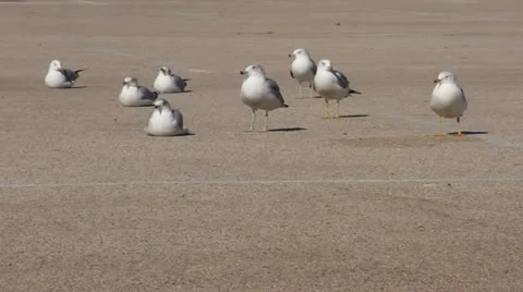 Seagulls Video stock 21332152