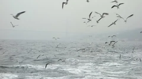 Seagulls Stock Footage 21702075