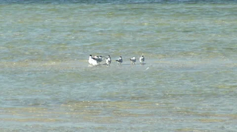 SeaGulls Stock Footage 24465753