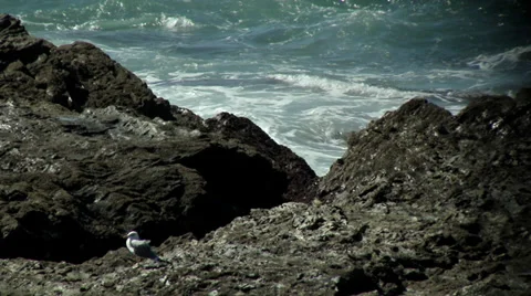 Seagulls Stock Footage 32661077