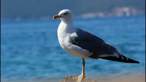 Seagulls Vídeo Stock 32942942