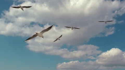 Seagulls Stock Footage 33422242