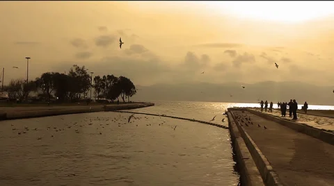 Seagulls Stock Footage 34355163