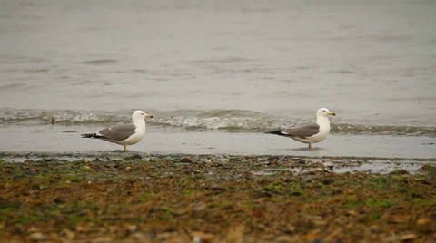 Seagulls Stock Footage 37551276