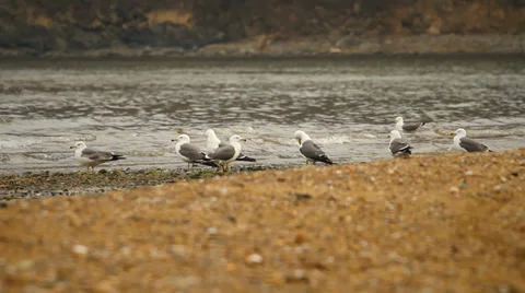 Seagulls Stock Footage 37551594