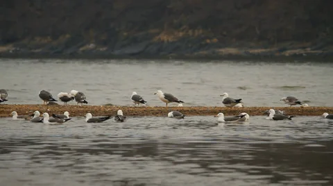 Seagulls Stock Footage 37551789