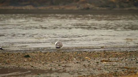 Seagulls Stock Footage 37552475