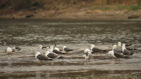 Seagulls Stock Footage 37553029