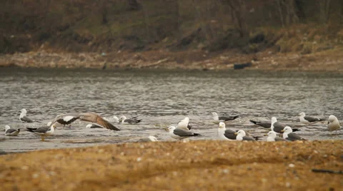 Seagulls Stock Footage 37553266