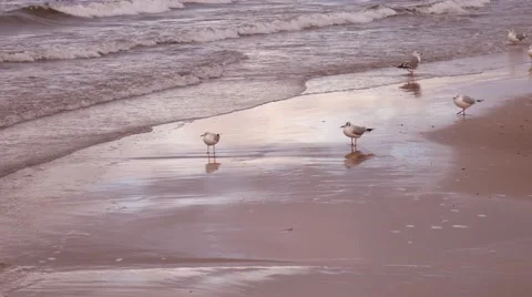 Seagulls Stockbeeldmateriaal 59994037