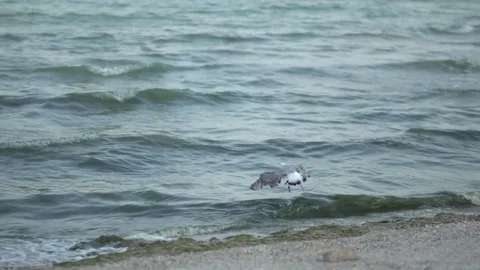 Seagulls Stock Footage 78795979