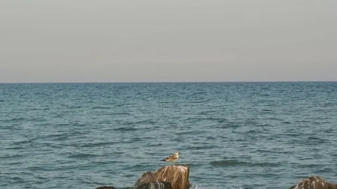 Seagulls Stock-Footage 78796031