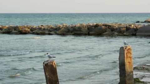 Seagulls Stock-Footage 78796061