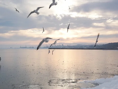 Seagulls Stock Footage 80766336