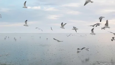 Seagulls Stock Footage 80766345