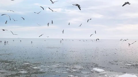Seagulls Stock Footage 80766593