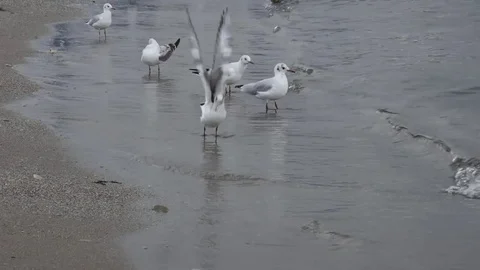 Seagulls Stock Footage 81085255