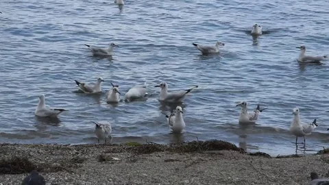 Seagulls Stock Footage 81085527