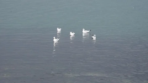 Seagulls Stock Footage 81087751