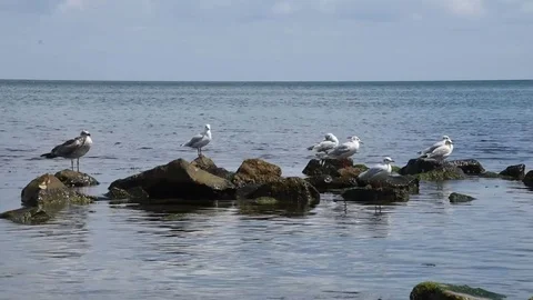Seagulls Stock Footage 81088672
