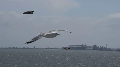 Seagulls Stock Footage 81170192