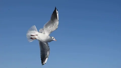 Seagulls Stock Footage 81170471