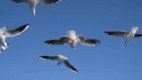 Seagulls Stock Footage 81170941