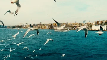 Seagulls Video stock 85826359