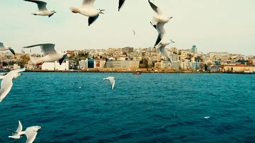 Seagulls Video stock 85826483