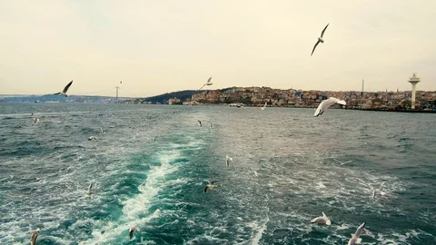 Seagulls Video stock 85826609