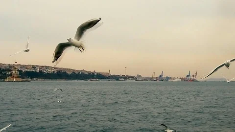 Seagulls Video stock 85829370