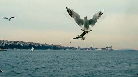 Seagulls Stock Footage 85830241