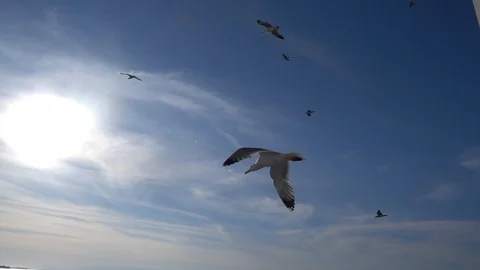 Seagulls  Stock Footage 86493998