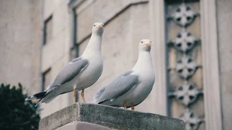 Seagulls Stock Footage 86523105