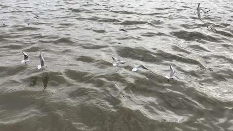 Seagulls 動画素材 86795635
