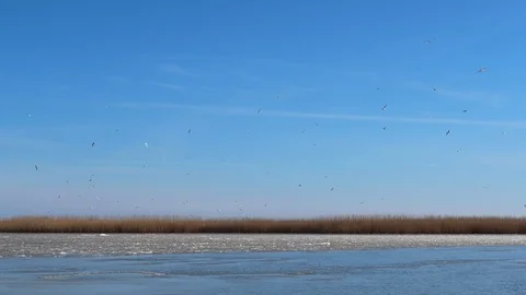 Seagulls Stock Footage 87732905