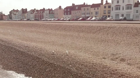 Seagulls Video stock 88659255