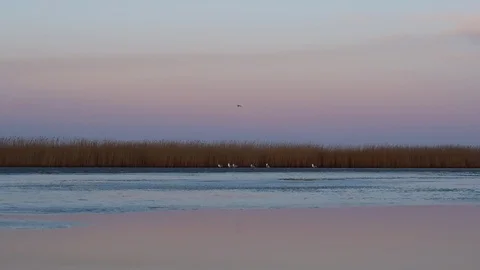 Seagulls Stock Footage 89158630